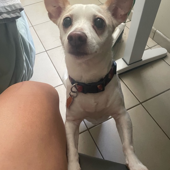 Meet your Posher, Carmen. - Picture 3 of 4